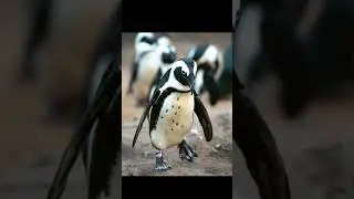 penguin