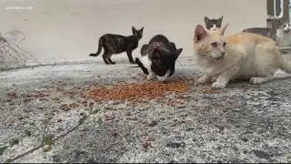 An animal rescue in Farifax is helping abandoned pets in Puerto Rico after the natural disasters