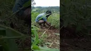 #Planting some plant they call soap nut????