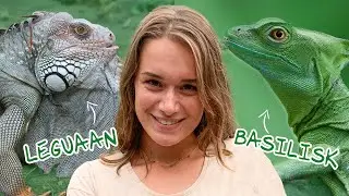 LEGUAAN / BASILISK / ANOLIS : wat is het verschil? 🤔 | Videoranger