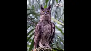 Dusky Eagle Owl Calling each other from 7am