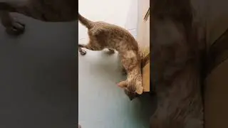 Laalu cat 🐈 ke laast video 😔🥺#missyou #laalu #catlovers