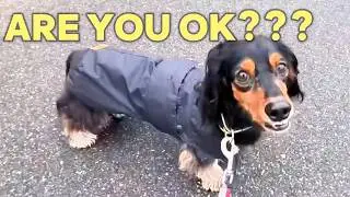 Diesel the mini Dachshund Was NOT expecting This Trail 😅#dachshund #dog