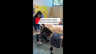 Mini horse serenades patients in hospital