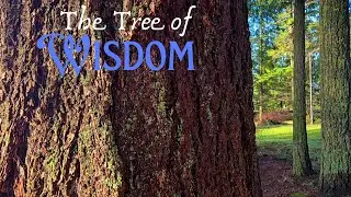 Tree of Wisdom