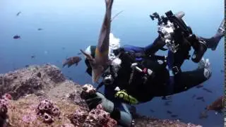 diver4 29fps 2000kbps 1080p mp4