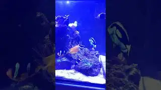 Saltwater Reef Tank