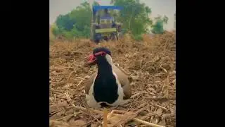 Farmer Save the Bird While Farming #shorts #tractor #farming