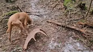 EPIC day of moose shed hunting: found three paddles and got stuck in a hole!