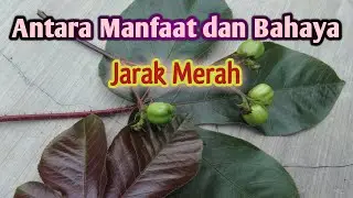 Manfaat Dan Bahaya Tanaman Jarak Merah