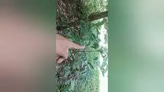 mengingatkan kembali jangan sambung pucuk atau tempel batang@petani pala sukses chanel