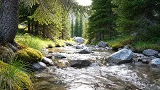 Soothing River Sounds to Fall Asleep Fast | Nature Sleep Therapy