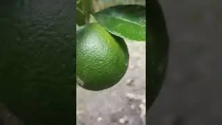 Malta #nature #malta #viral #shorts