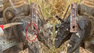 Removing Cow Hoof Cleaning Rusty Screw & Nail from Cow Hoof and Treatment