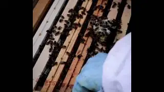 Futuristische beepod herbergt duizenden bijen