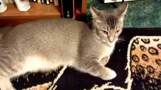 Russian Blue (mix) Best Cat