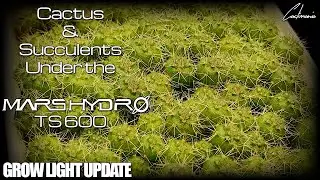 Mars Hydro TS 600 Grow Light Update - Cactus & Succulents