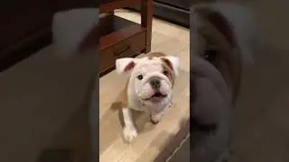 You look like a potato&nbsp; 😍❤️🐕Credit by : @chalanandcoco