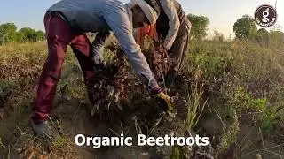 Hi-tech Gir Amritphal Farms specialize in growing organic green fodder & herbs.