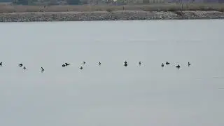 Svassi piccoli (Podiceps nigricollis).2024 22 sett 1