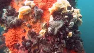 Cool Water Reef