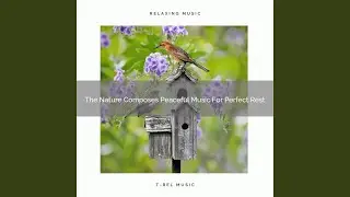 The Nature Composes Peaceful Music For Perfect Rest