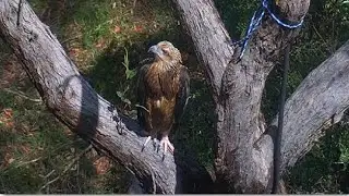 Sea-EagleCAM ~ Beautiful SE35 Seen Right Below Nest Talking To SE36! Awesome Fly Off 💕 😊 2025 Oct 30