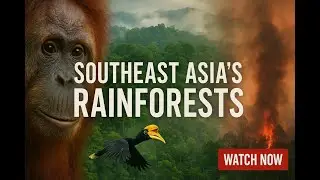 SE Asia&rsquo;s Rainforests, Unfiltered
