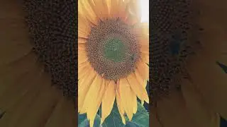 #nature #relaxing #relaxingmusic #meditationmusic #sunflower #australia #sunflowerpicking #pick