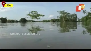 Odisha Flood | Binika Farmers Face Problem As Flood Water Covers Farm Land | Subarnapur