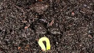 Nascita di una piantina di Trinidad Douglah (Capsicum chinense)