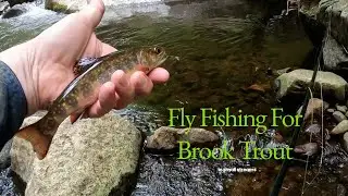 Fly Fishing for Brook Trout in Small Streams