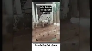 मां की ममता #maa #mother #calf #dairyfarming #dairyfarm #dairyproducts #maasong #dairyproducts #cow