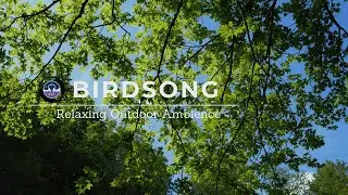 Relaxing Birdsong in the Morning &middot; 1 Hour