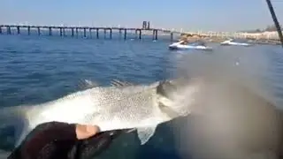 beachside sea bass fishing