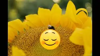 Relax with Nature 13 sunflower Visual Meditation Solar Pluxes and Affirmations