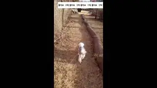 #강쥐와산책  기치가시죠 거거거