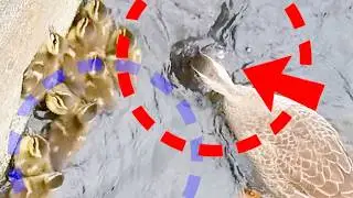 Mother duck attacks a large fish to protect her ducklings.