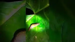 Japanese Snail