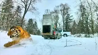 Amur Tiger Back in the Wild | Real Encounters from Russia&rsquo;s Wilderness! #37