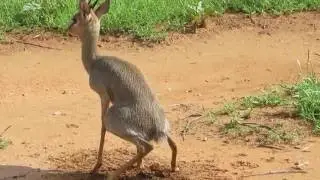 Dik Dik Poops and Saves it for Winter