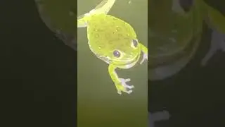 How to catch frogs the Easy way