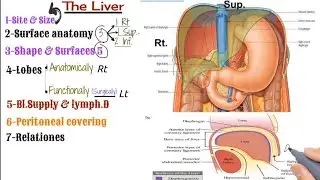 Anatomy of the liver ( site, relations, parts and blood supply )