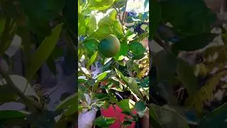 Orange growing in 5 gallon container #shorts #food #viralvideo #youtube #youtubevideo