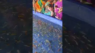 #fishpond #shorts #youtubeshorts #youtuber #youtubepartner #waterfall #exhibition #guntur #fishing