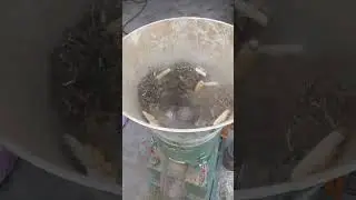Production process of plant-based feed pellets