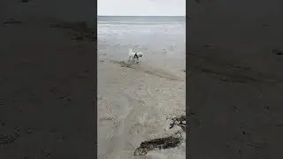 Petit chien blanc sur la plage  🐶🏖💚