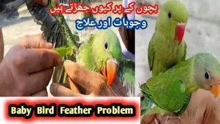 Parrot feather problem solution|Birds feather issues @ksbirdsupdate