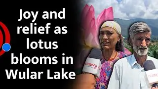 Joy and relief as lotus flowers bloom again in Kashmiri lake after three decades