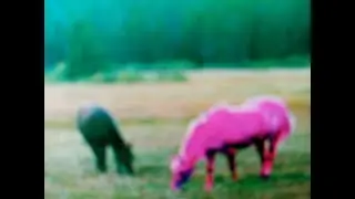 Video Volta - I Will Follow You